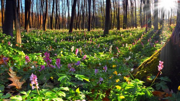 Bos,bloemen,tuin-,natuur,achtererf,blad