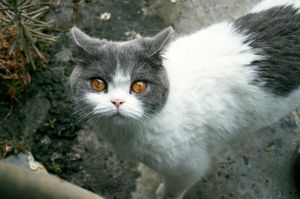 katten,huisdier,dieren