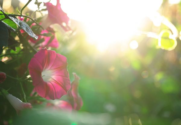 sollys, blomster, natur, planter, fotografering, makro