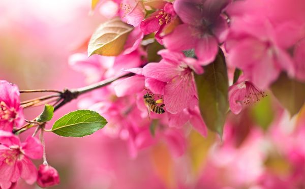 フード,植物,ブランチ,桜の花,花,マクロ