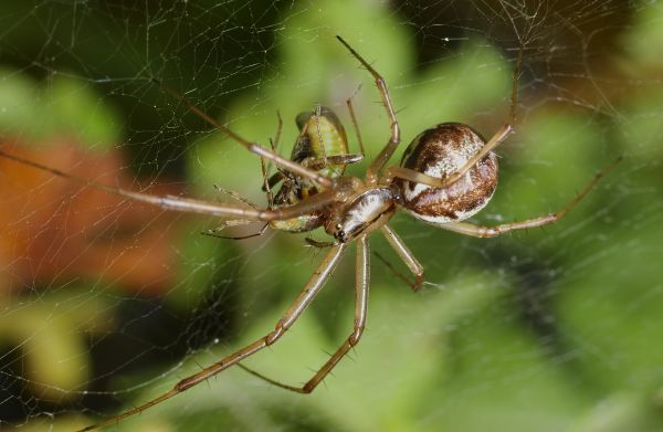 dieren,natuur,spin,Arachnid,fauna,detailopname