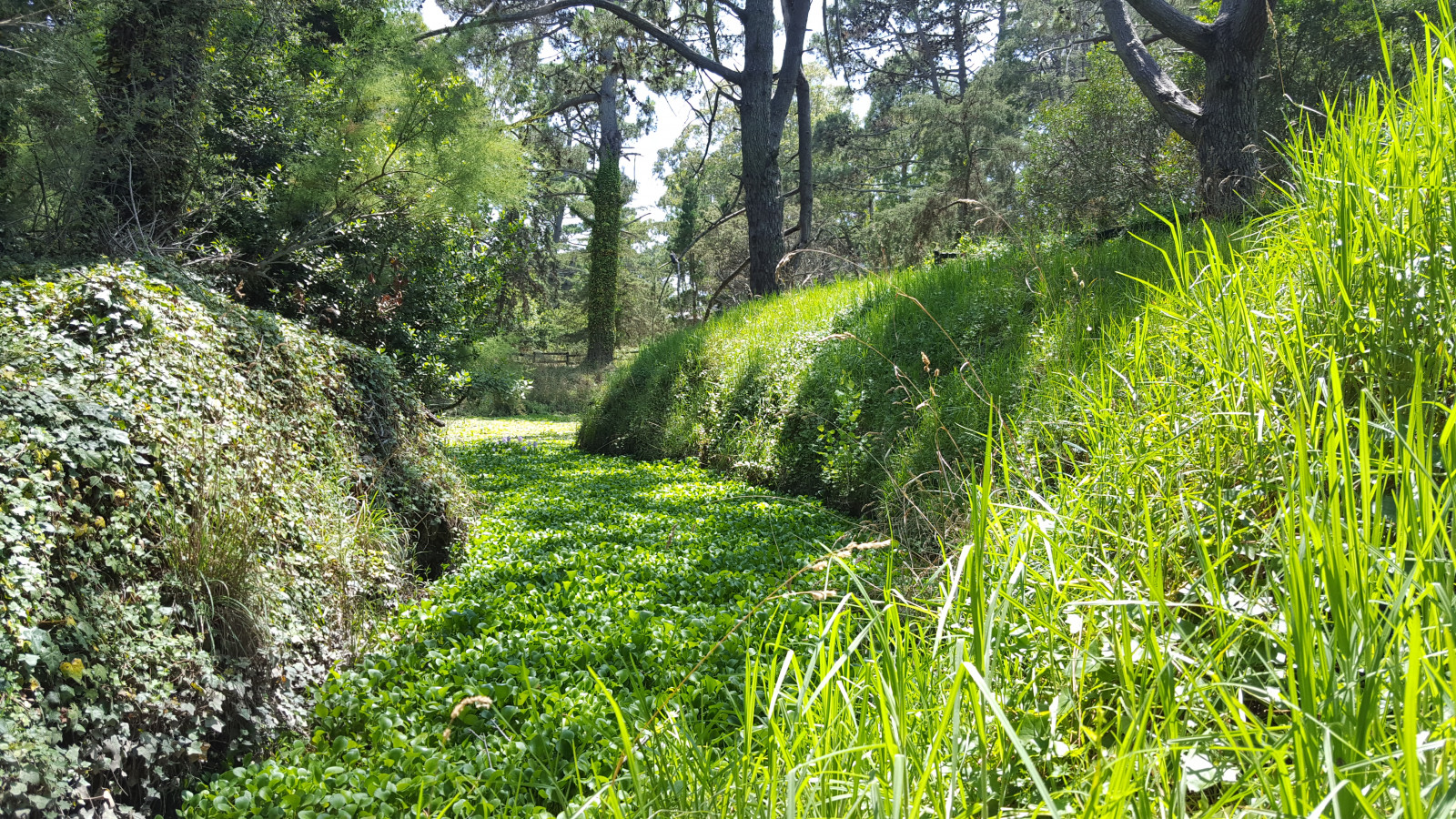 bitki, plant community, Ağaç, Natural landscape, terrestrial plant, Güneş ışığı, toprak örtüsü, ahşap, Ot, Bagaj, Manzara, çalı, Çayır, çayır, Ormanlık alan, spruce fir forest, orman, Ilıman geniş yapraklı ve karışık orman, yaprak döken, Çit, Iz, Yol, Kıyısal orman, Altağaç, orman, Koruluk, Eski büyüme ormanı, Bahçe, Northern hardwood forest, Plantasyon, Vasküler bitki, tropical and subtropical coniferous forests, Damarsız kara bitki, valdivian temperate rain forest, People in nature, toprak, Ilıman iğne yapraklı orman, yol, yağmur ormanı, otlak, yosun, Çalılar, yabani çiçek, Otsu bitki, Kaya, Evergreen, Tepe, Algler