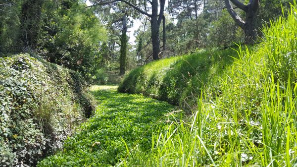 menanam,pohon,sinar matahari,plant community,Natural landscape,terrestrial plant