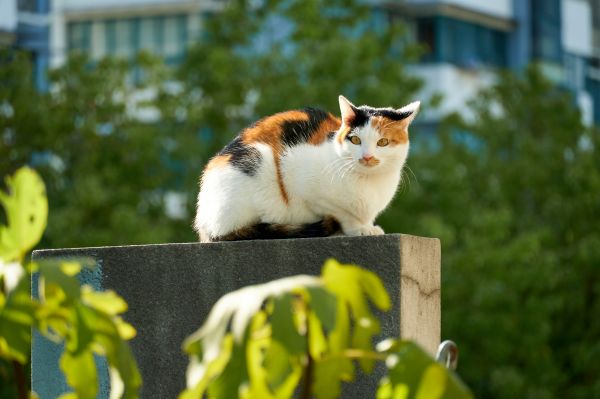 katten,huisdier,dieren