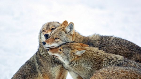 occhio,cielo,capo,roditore,barba,Grey squirrel