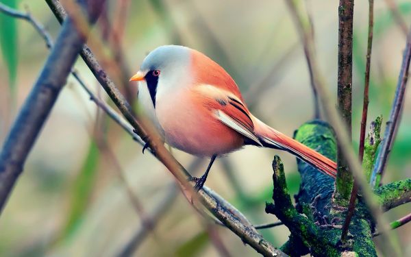 tak, kleur, natuur, dieren in het wild, bek, bloem