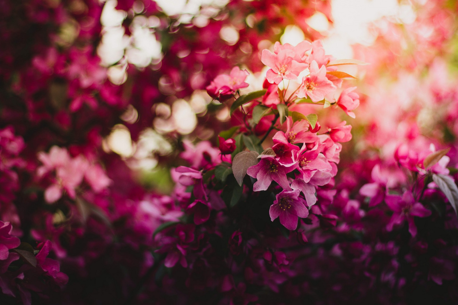 flower, plant, petal, leaf, botany, branch, tree, vegetation, Natural landscape, pink, grass, magenta, Tints and shades, flowering plant, shrub, annual plant, blossom, landscape, close up, groundcover, macro photography, garden, twig, wildflower, herbaceous plant, sky, plant stem, floral design, still life photography, evening, sunset, buddleia, Rhododendron