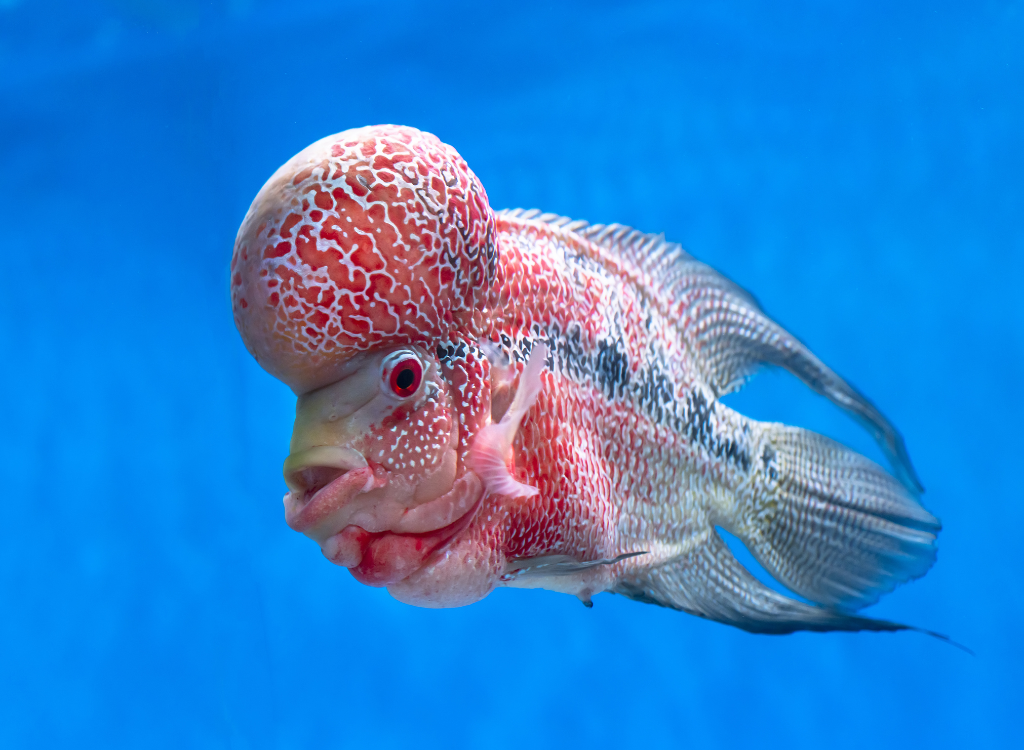 Weirdest fish: 12 of the strangest fish in the world - Discover ...