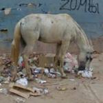 Horse eating garbage