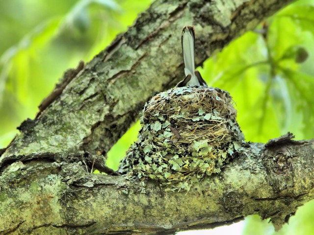 Blue-gray Gnatcatcher on nest HDR 20150521