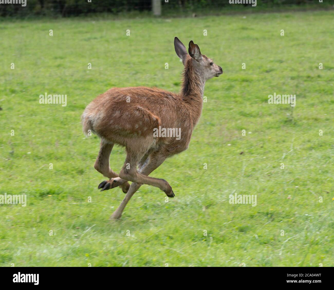 red deer calf running away Stock Photo