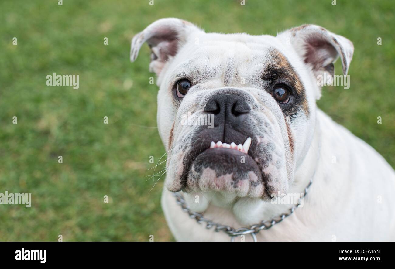 English Bulldog Stock Photo