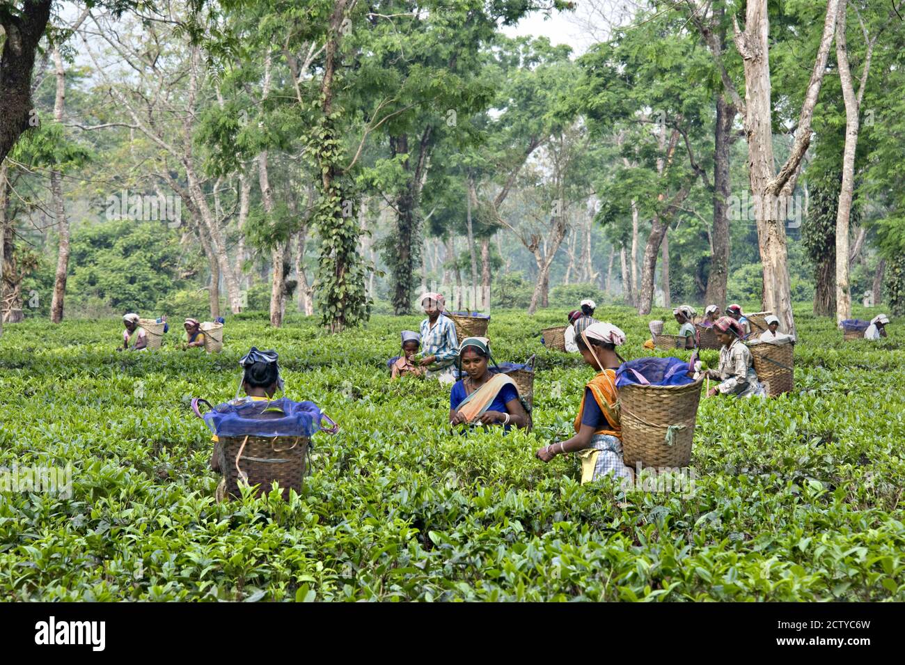 Tea harvesting, Assam, India Stock Photo