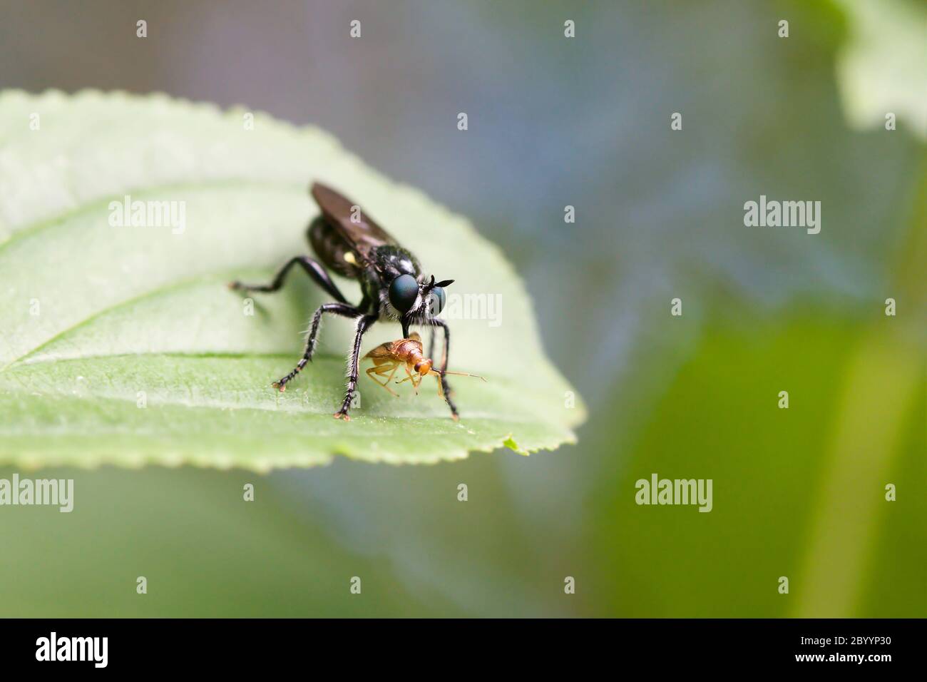 Fly eating a Bug Stock Photo