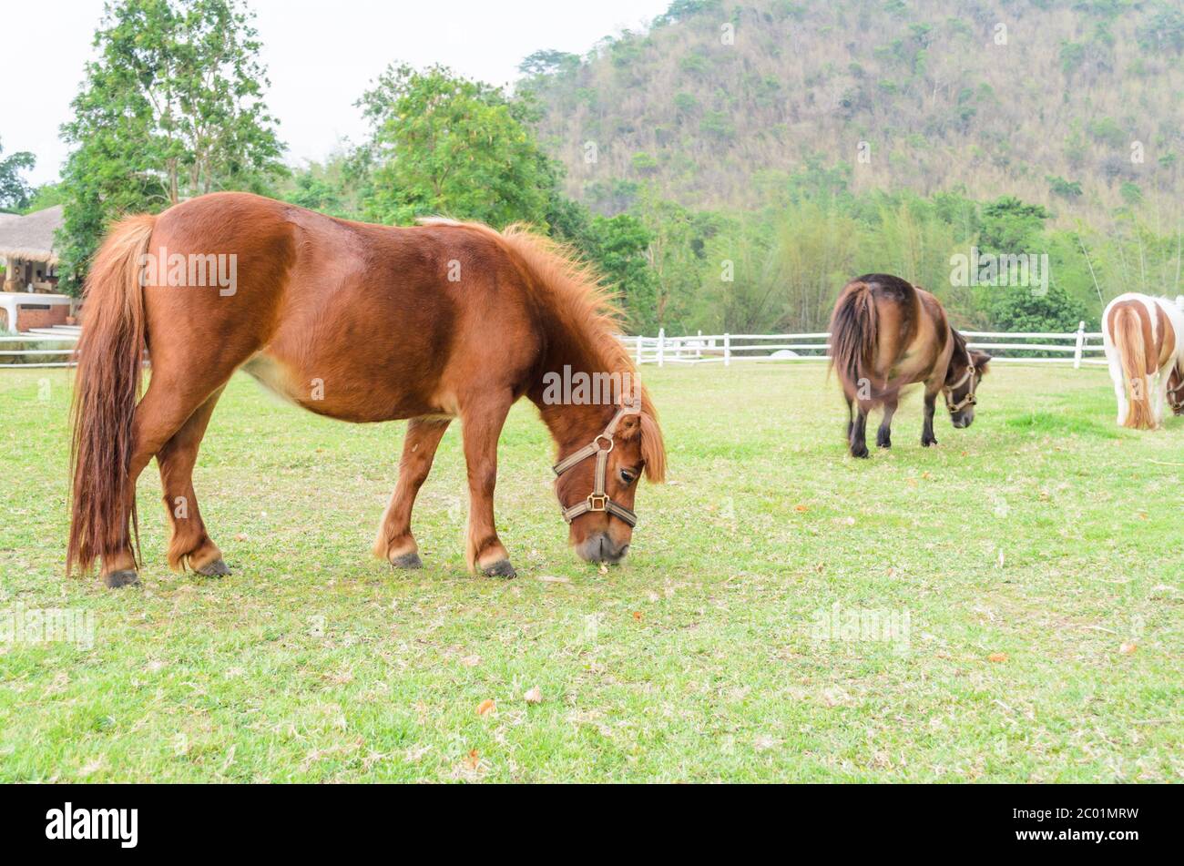 Dwarf horses eating grass Stock Photo