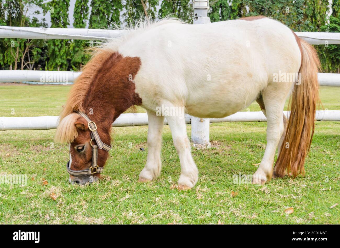 Dwarf horses eating grass Stock Photo