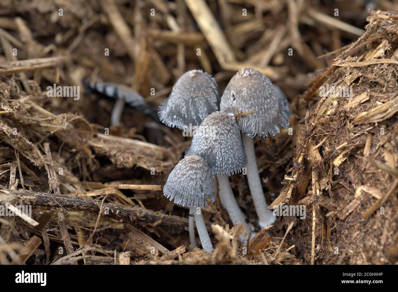 Inkcap mushroom Stock Photo