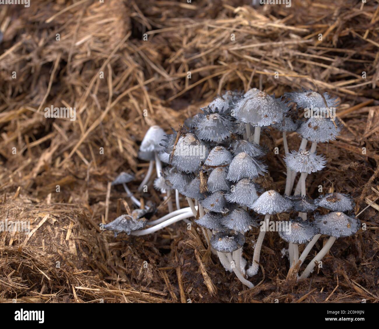 Inkcap mushroom Stock Photo