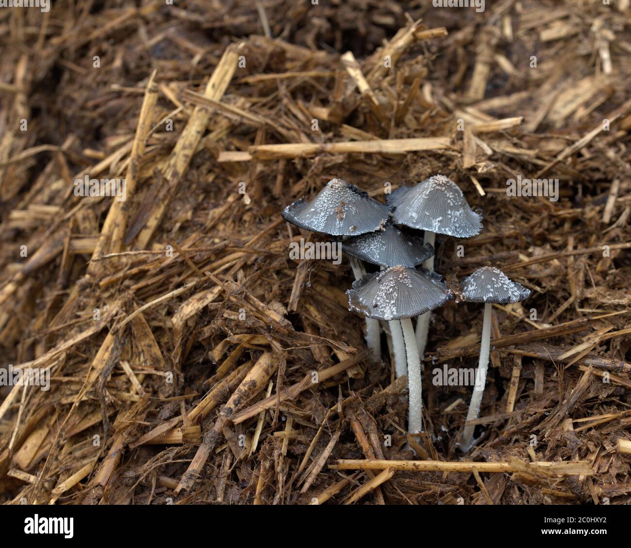 Inkcap mushroom Stock Photo