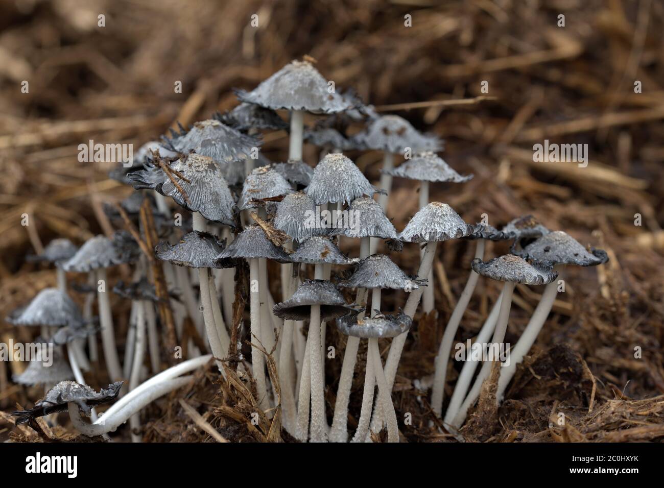 Inkcap mushroom Stock Photo