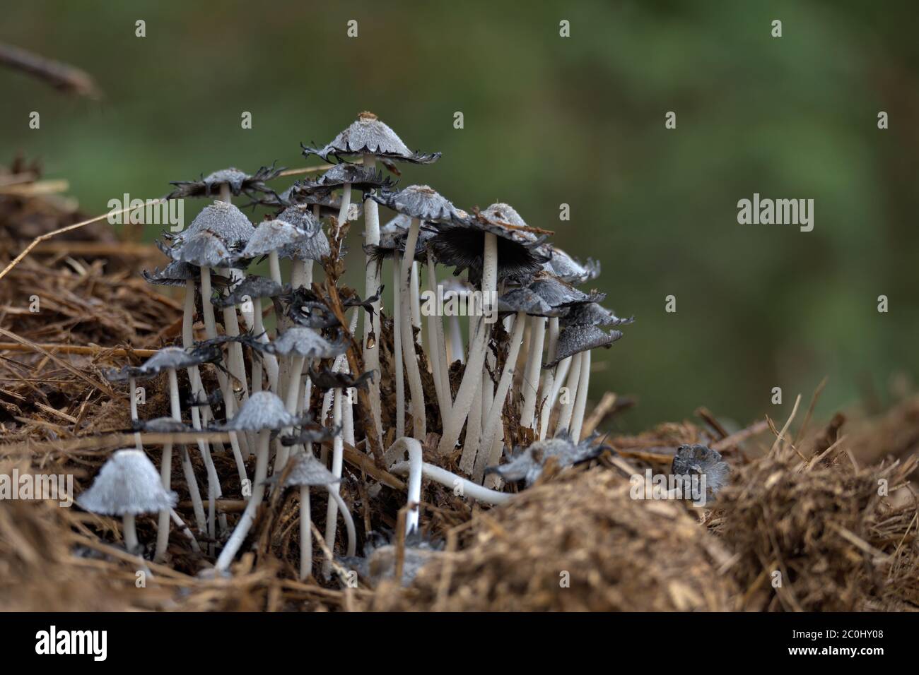 Inkcap mushroom Stock Photo