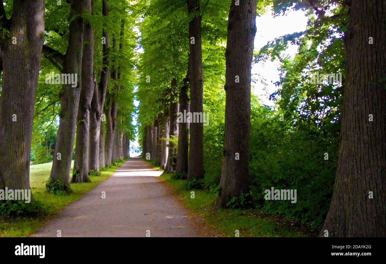 sunlit tree-lined path Stock Photo