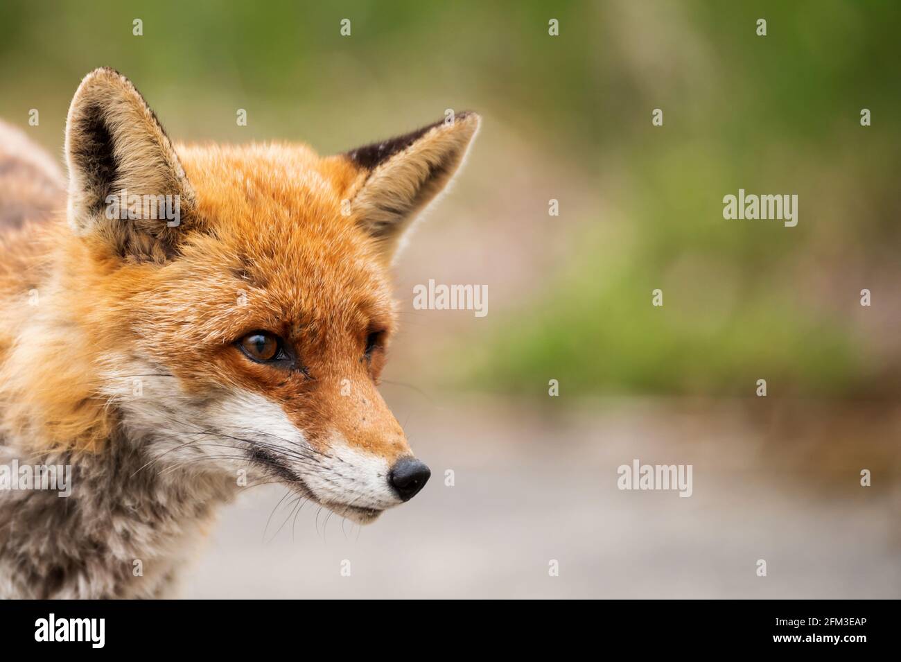 Portrait of male red fox Stock Photo