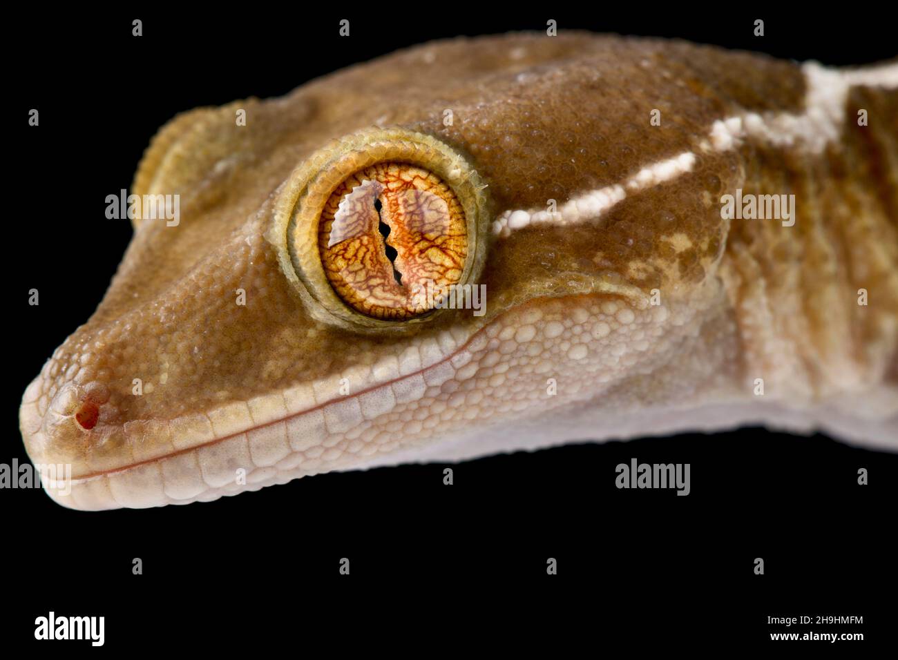 Lined gecko (Gekko vittatus) Stock Photo