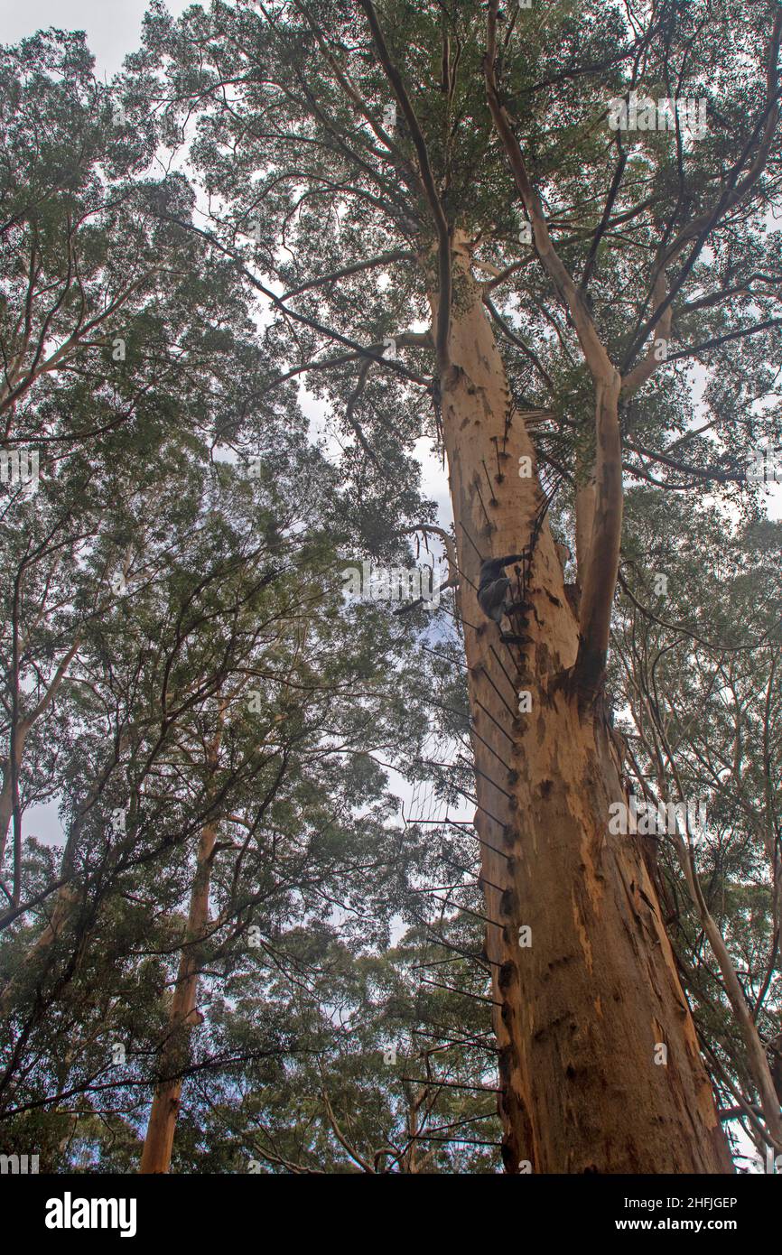 The Gloucester Tree Stock Photo