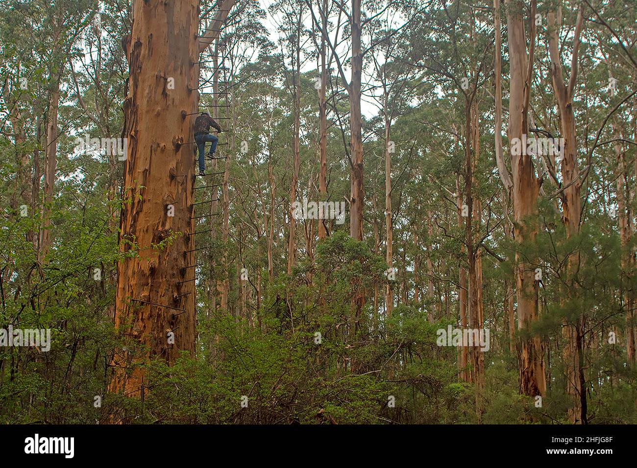 The Gloucester Tree Stock Photo