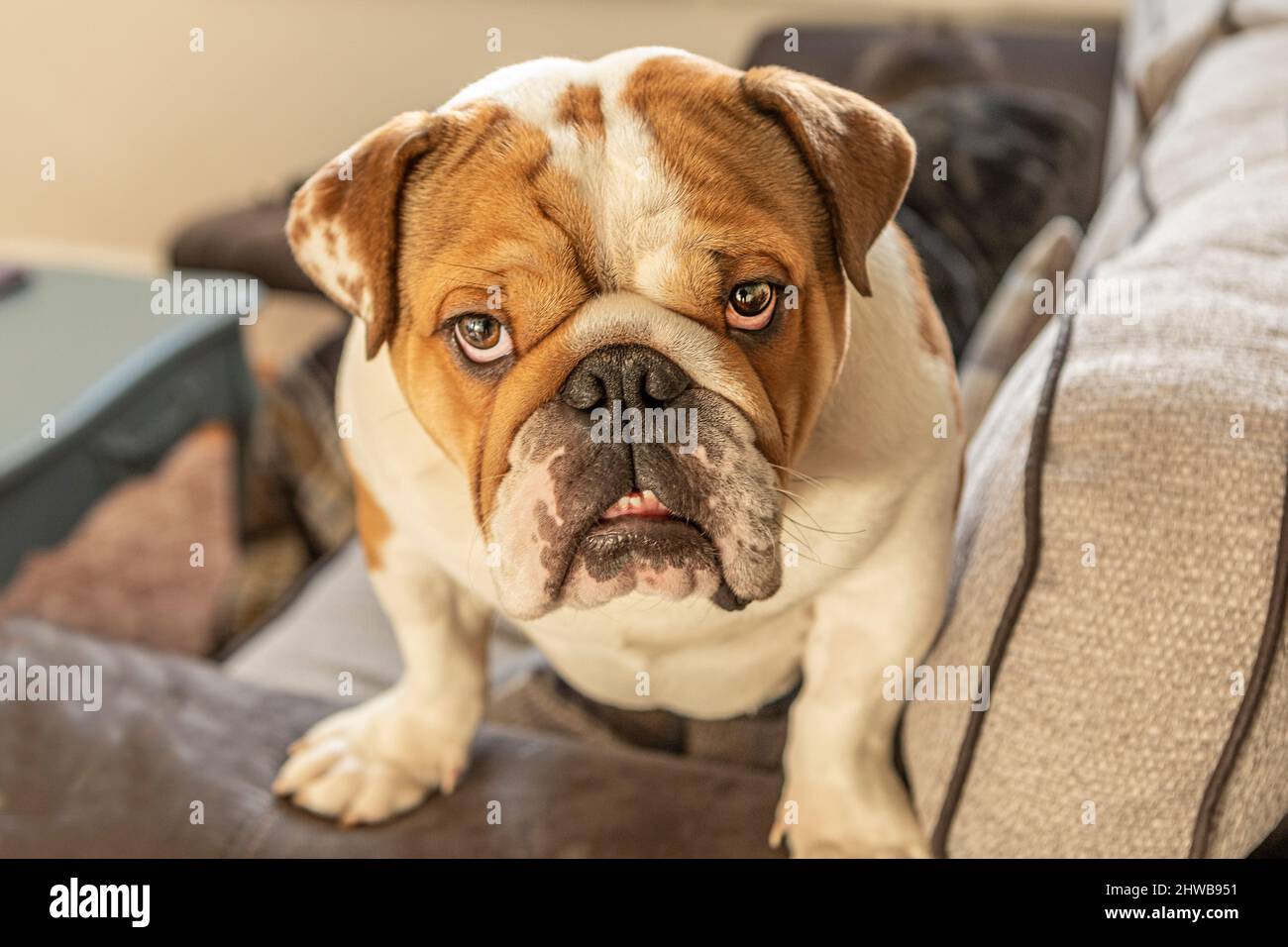 A British Bulldog Stock Photo