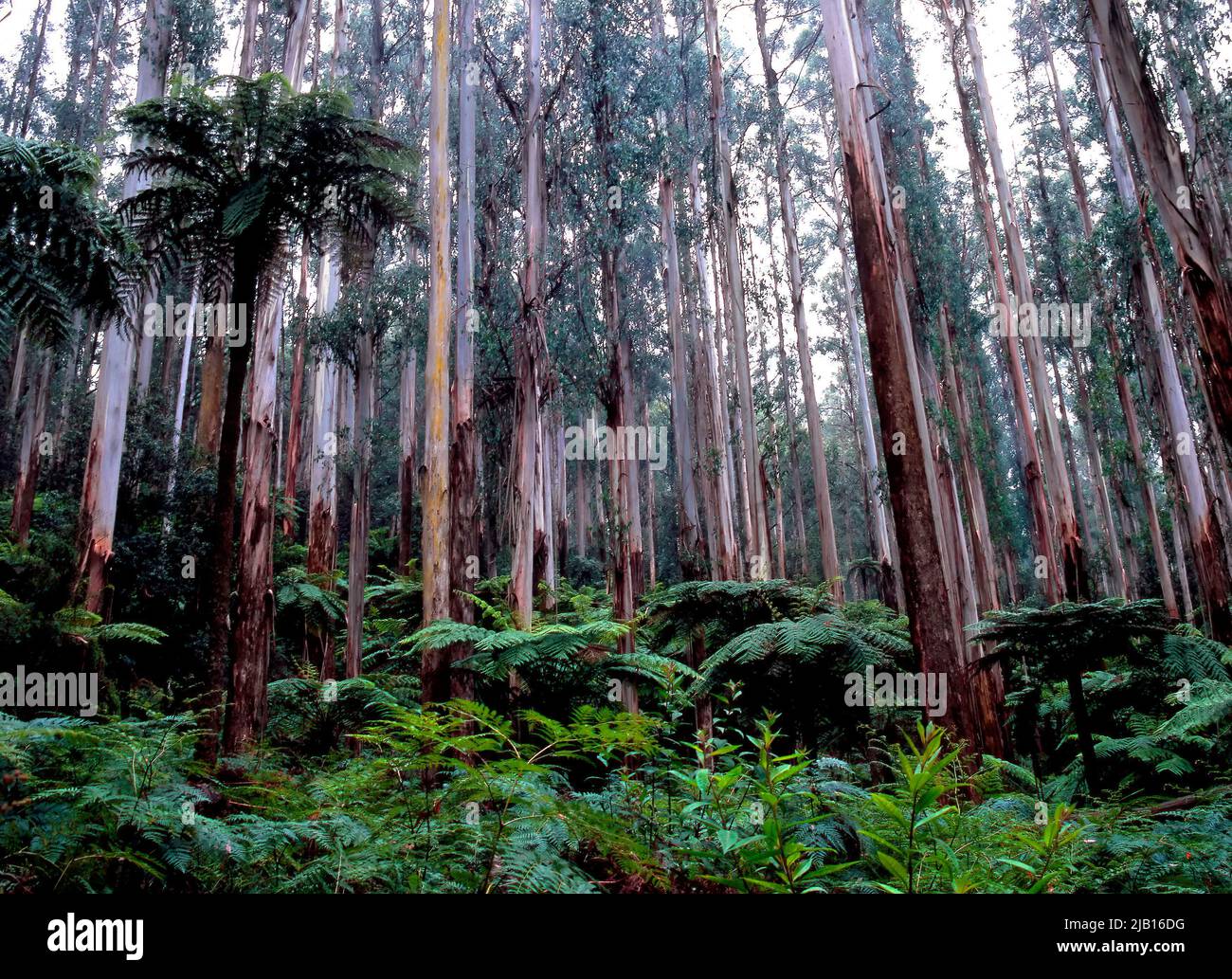 Karri tree forest Stock Photo