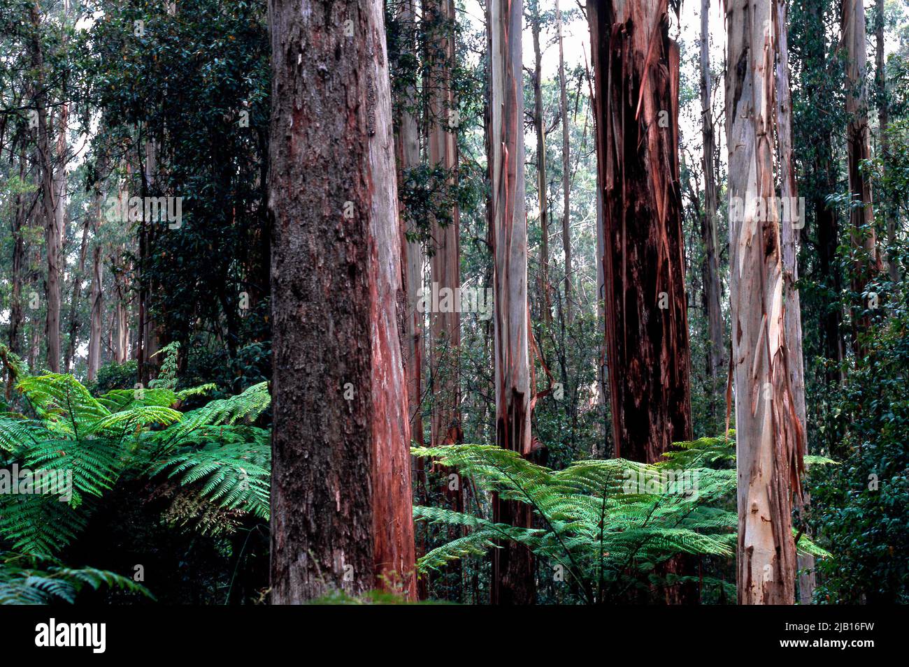 Karri tree forest Stock Photo