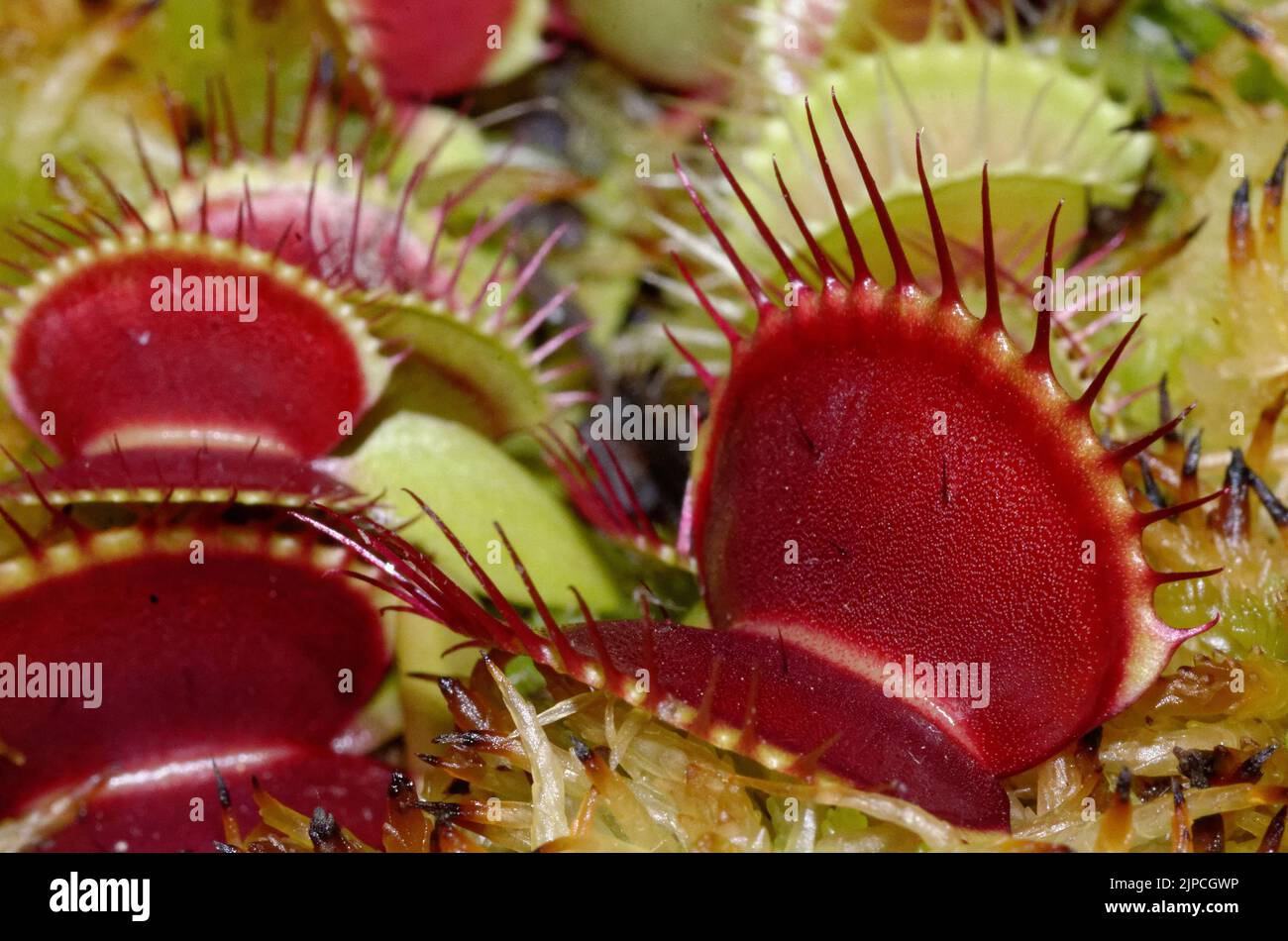 Dionaea muscipula Stock Photo