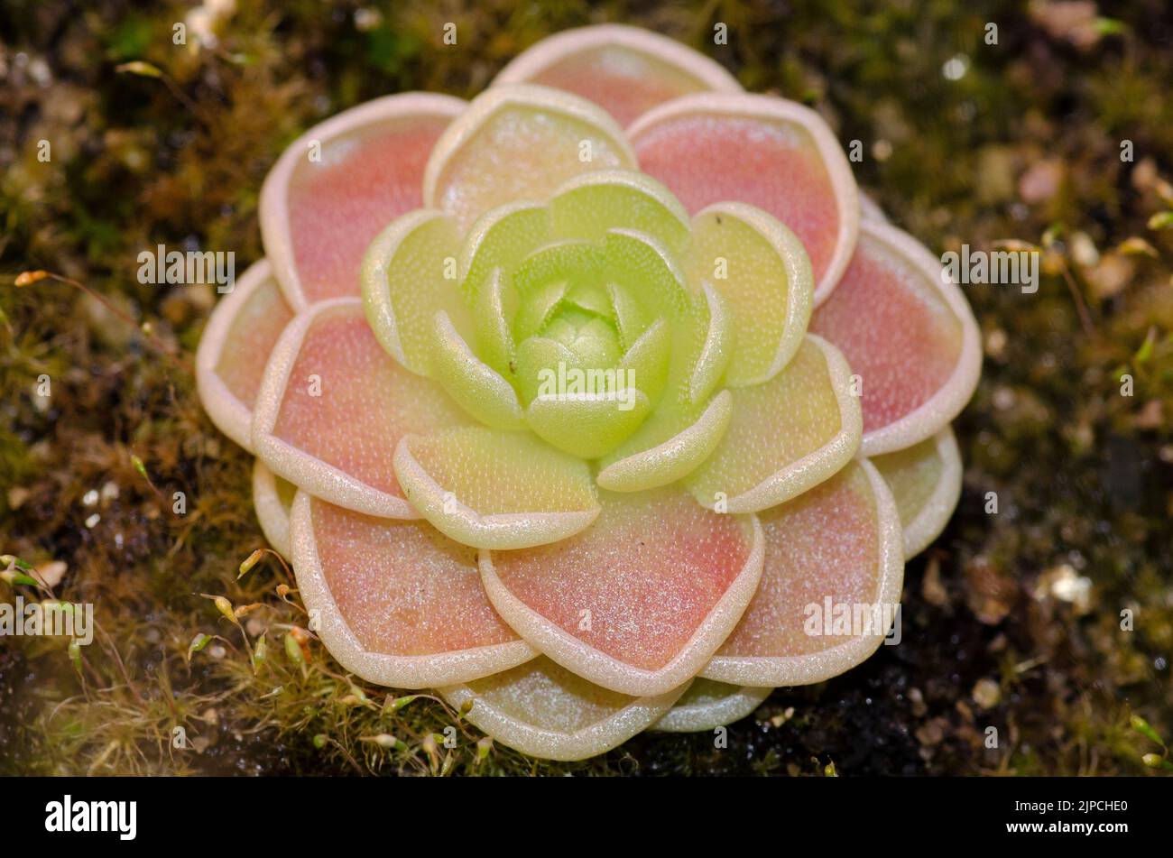 Pinguicula esseriana Stock Photo