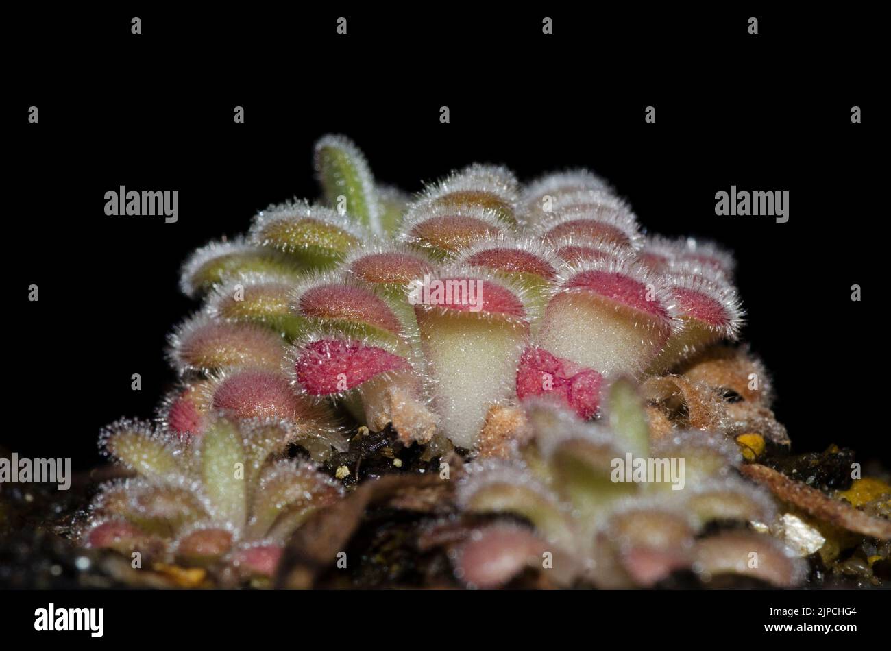 Pinguicula agnicola Stock Photo