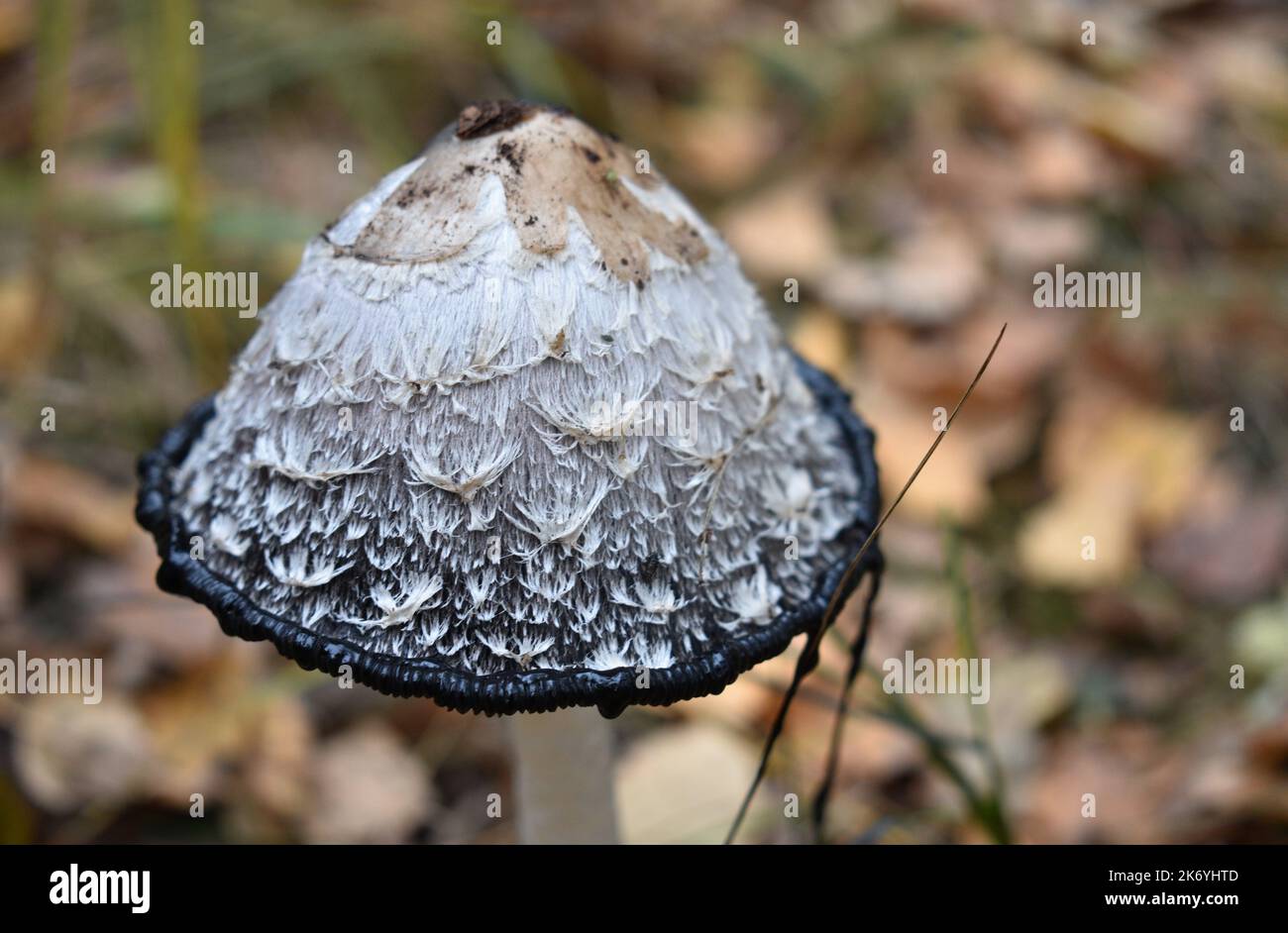 inky cap mushroom Stock Photo