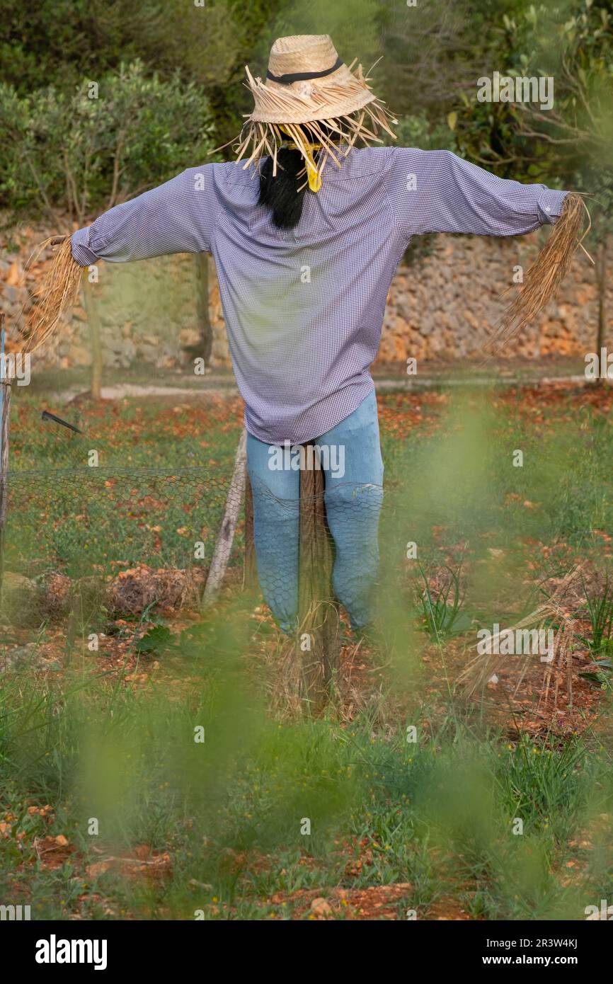 Scarecrow in a field Stock Photo