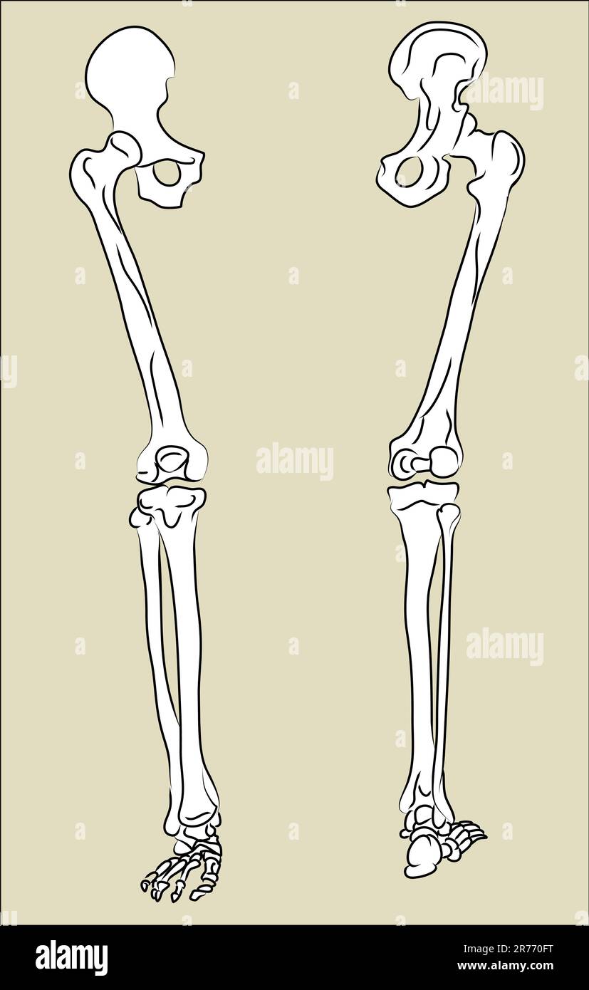 Foot Bones Stock Vector