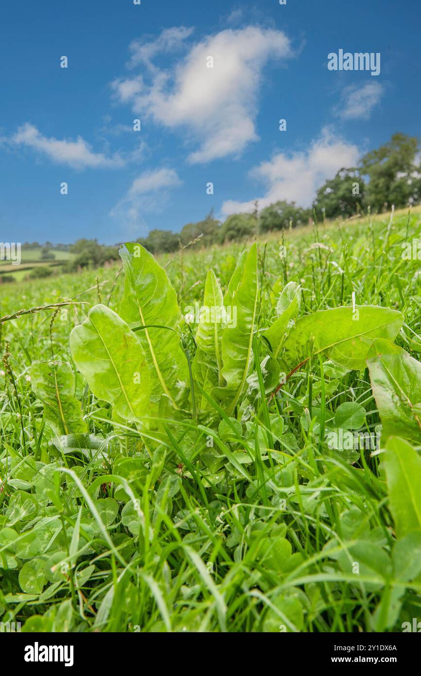 herbal ley in summer Stock Photo