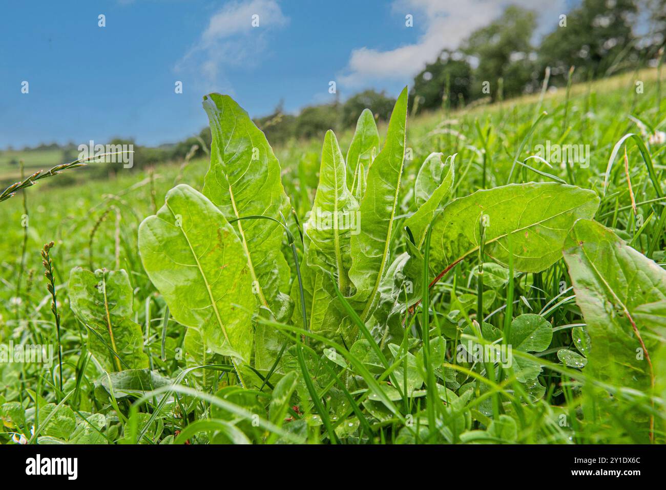 herbal ley in summer Stock Photo