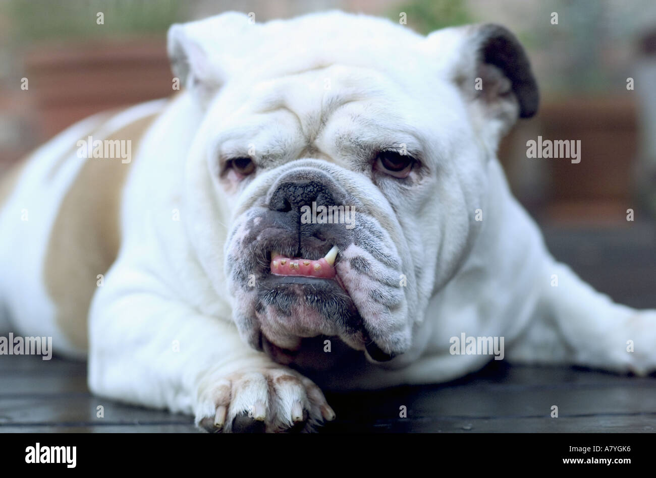 English bulldog staring Stock Photo