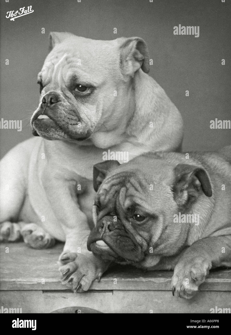 Fall Bulldog 1933 Stock Photo