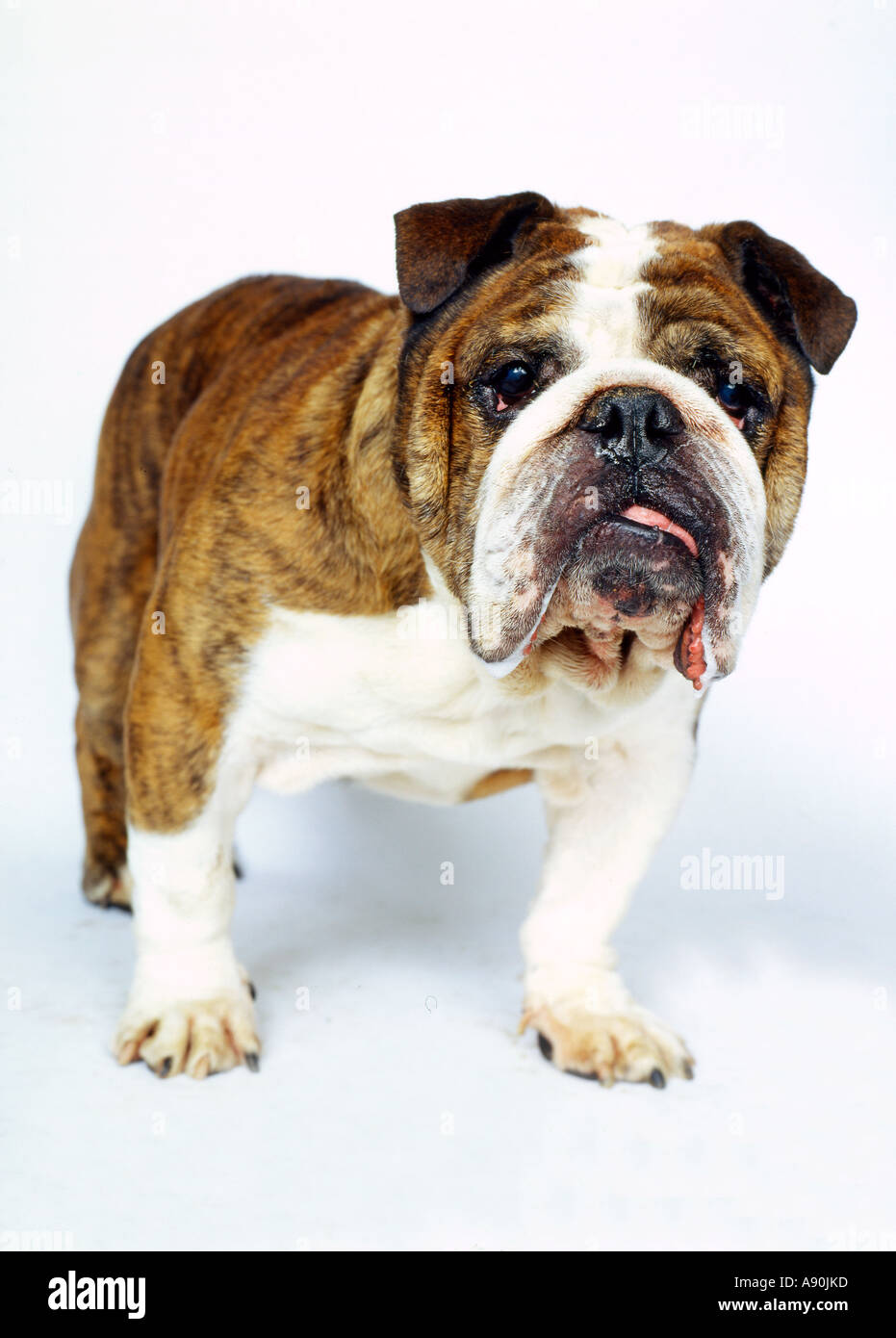 bulldog Stock Photo