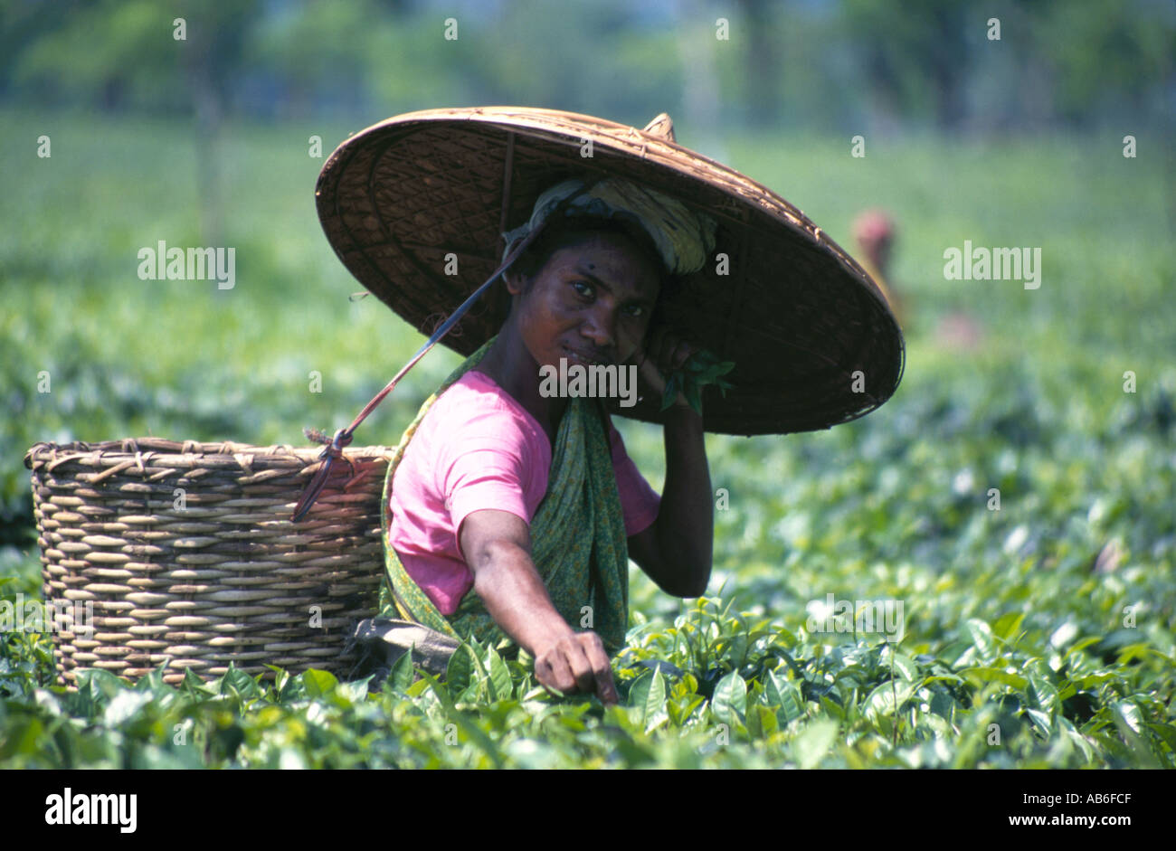 The tea picker Stock Photo