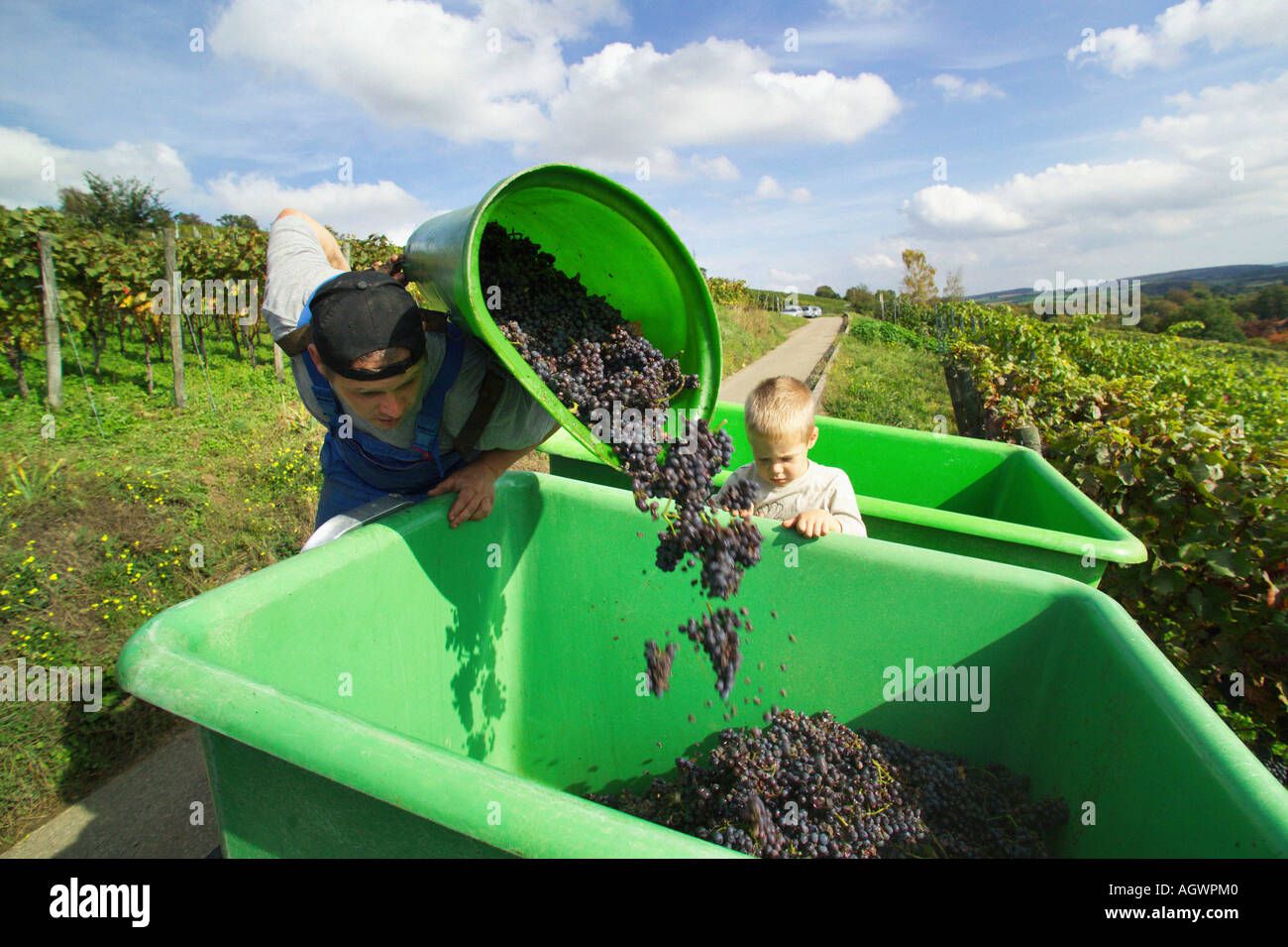 Grape Harvest Stock Photo - Alamy