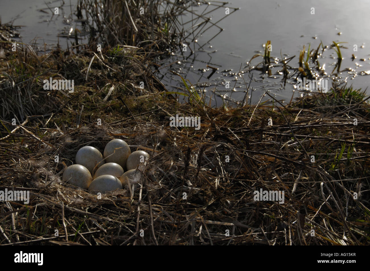 goose eggs in nest near pond Stock Photo