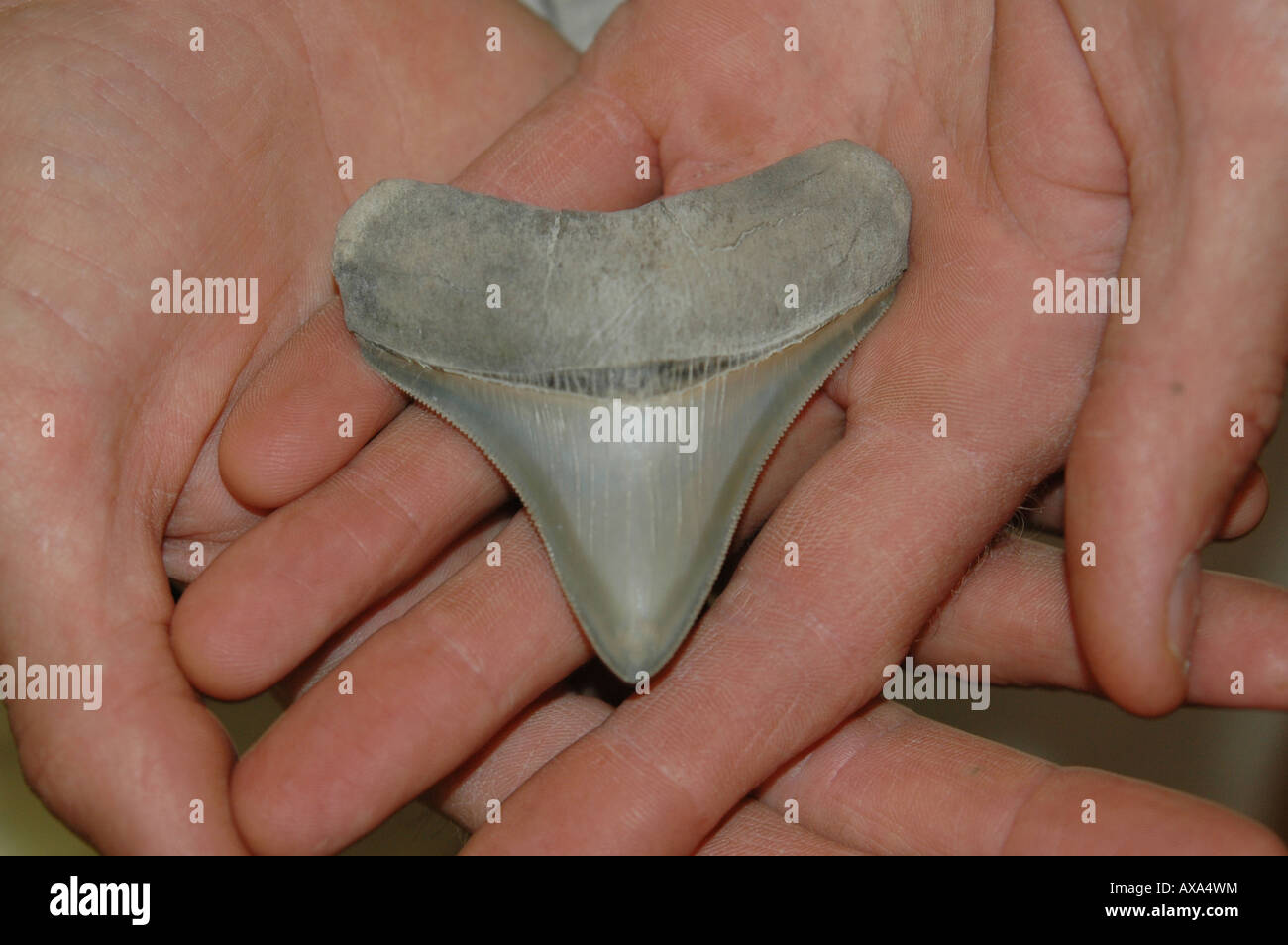 Mako Shark tooth Stock Photo