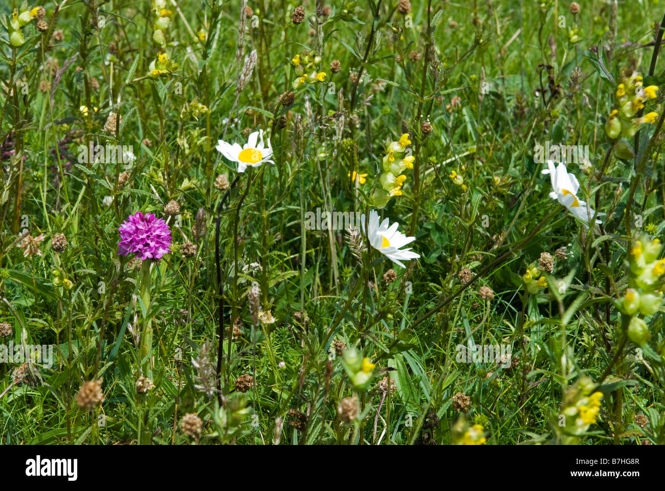 Machair Stock Photo