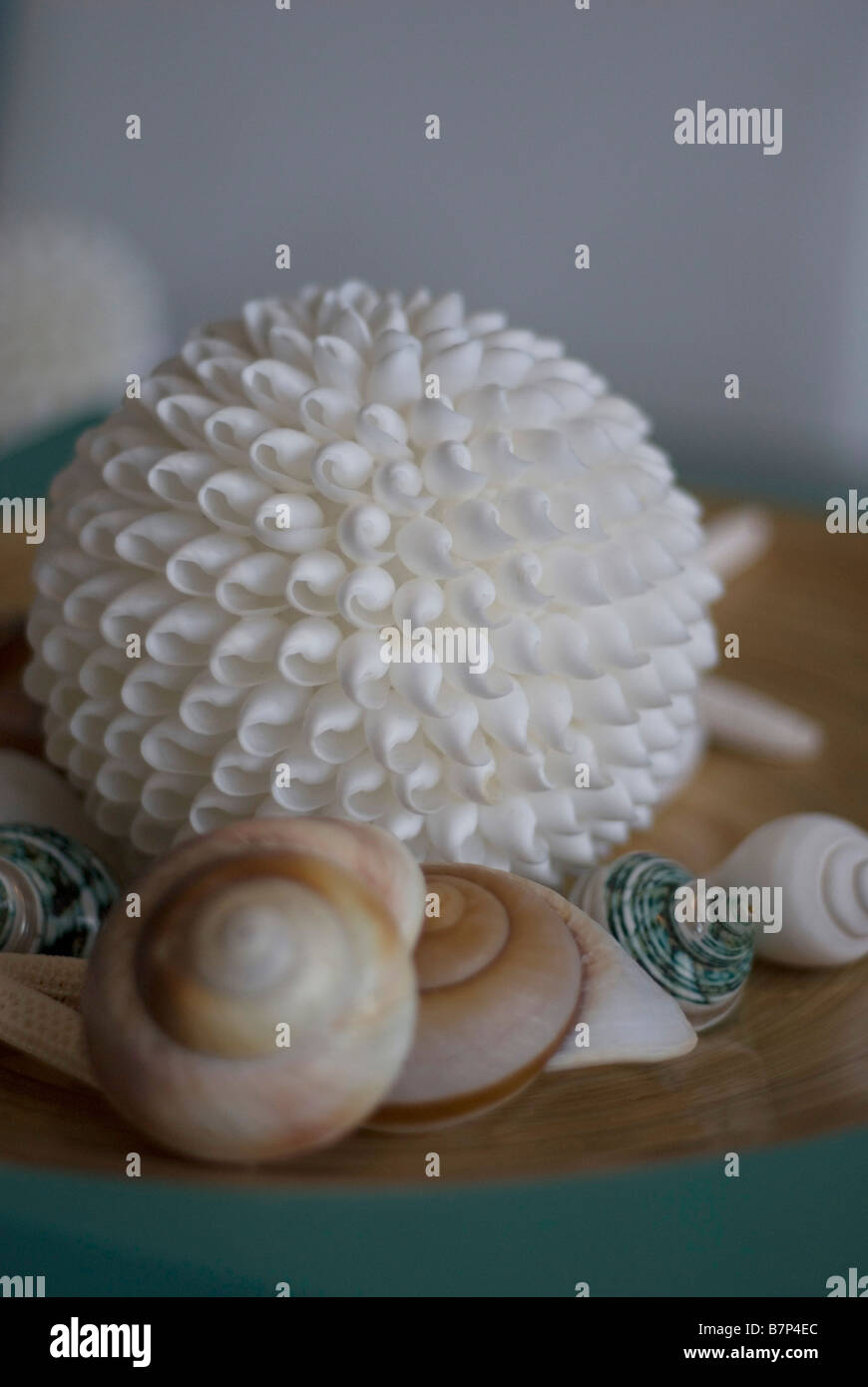 sea shell display Stock Photo